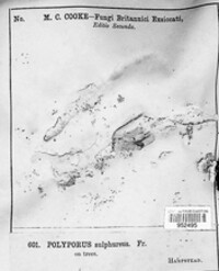 Polyporus sulphureus image
